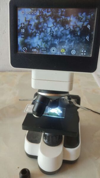 Spiruline au microscope